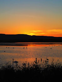 a group of ducks floating on top of a lake