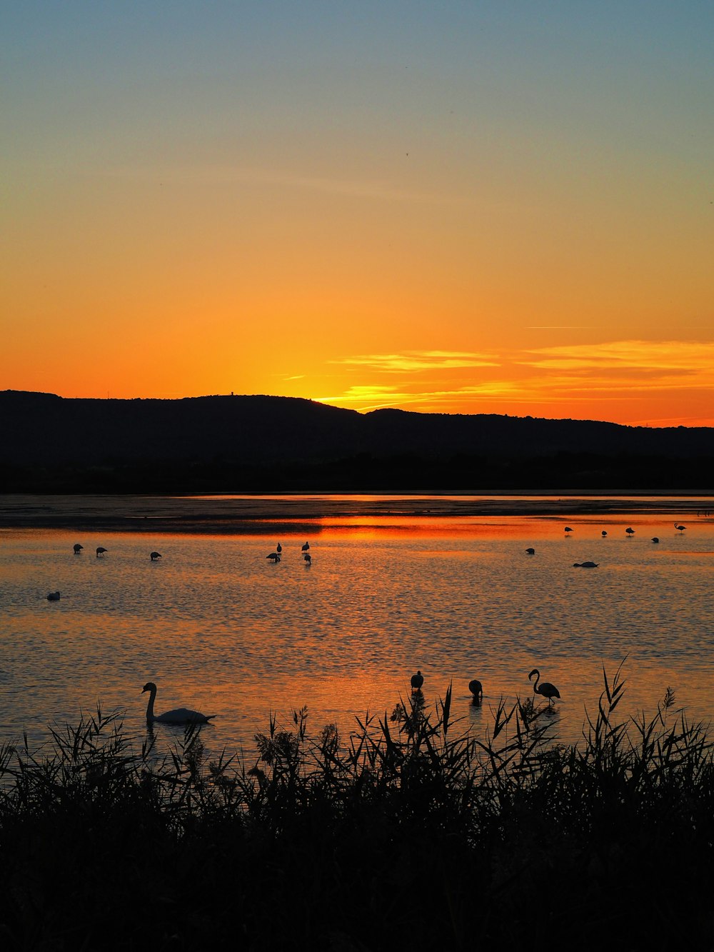 a group of ducks floating on top of a lake