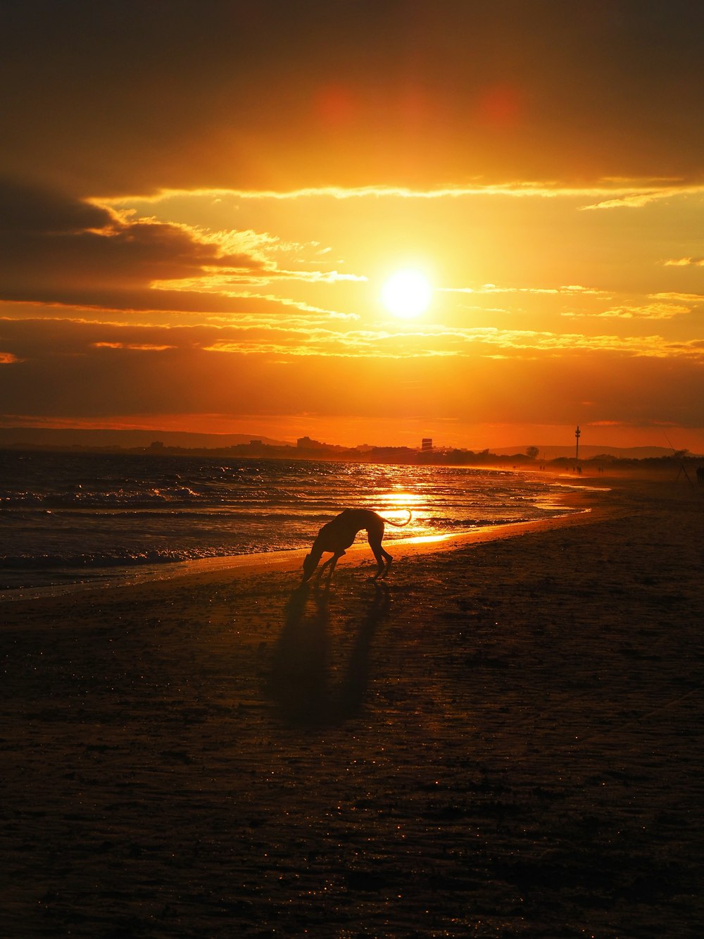 a dog running on the beach at sunset