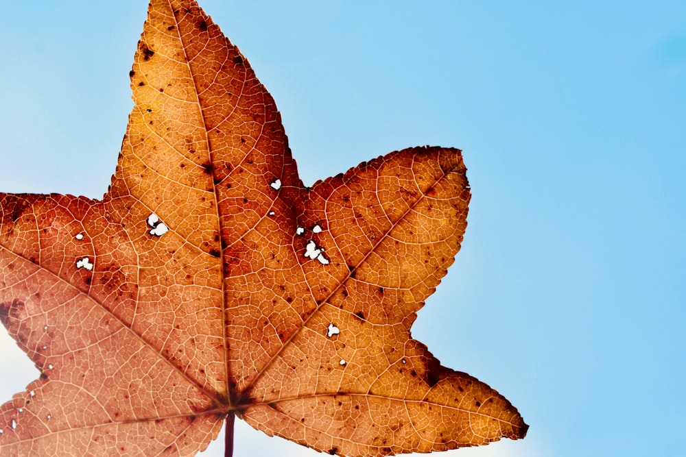 a close up of a leaf against a blue sky