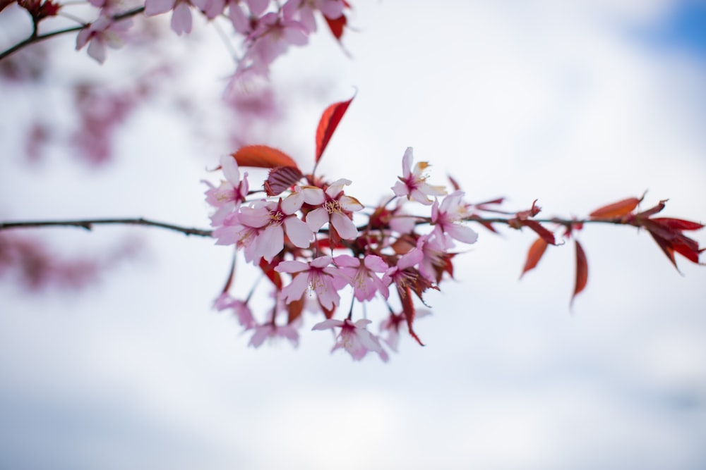 a branch of a tree with pink flowers