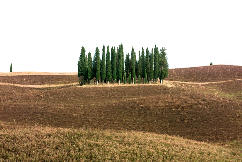 a row of trees in the middle of a field