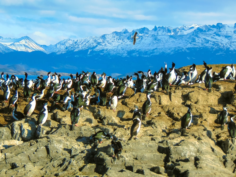 a flock of birds standing on top of a rocky hillside