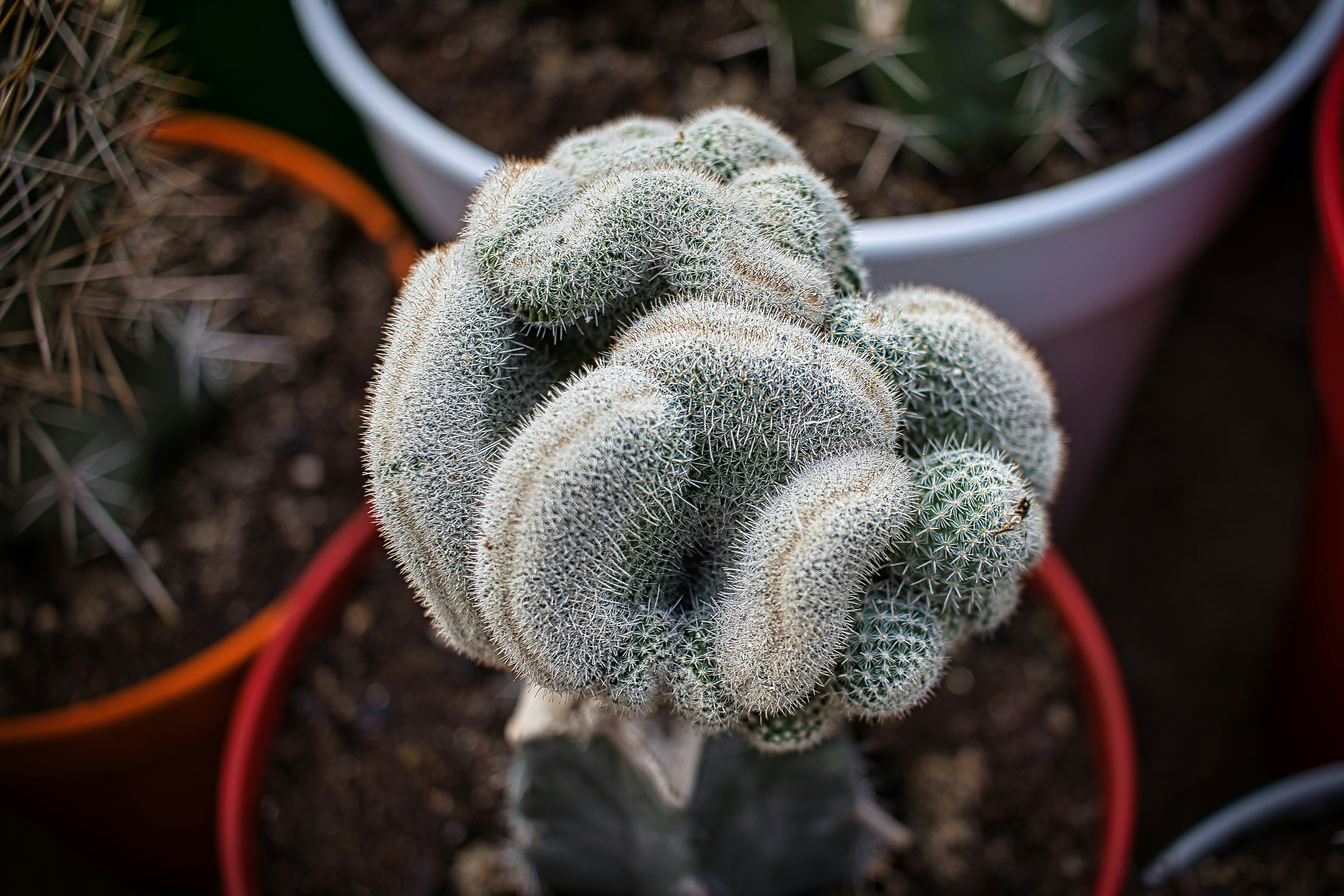 Cactus Aztekium único