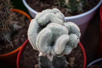 Close-up of a whimsical cactus arrangement in a colorful, hand-painted quirky pot.