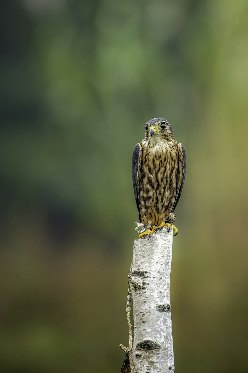 a bird sitting on top of a tree branch