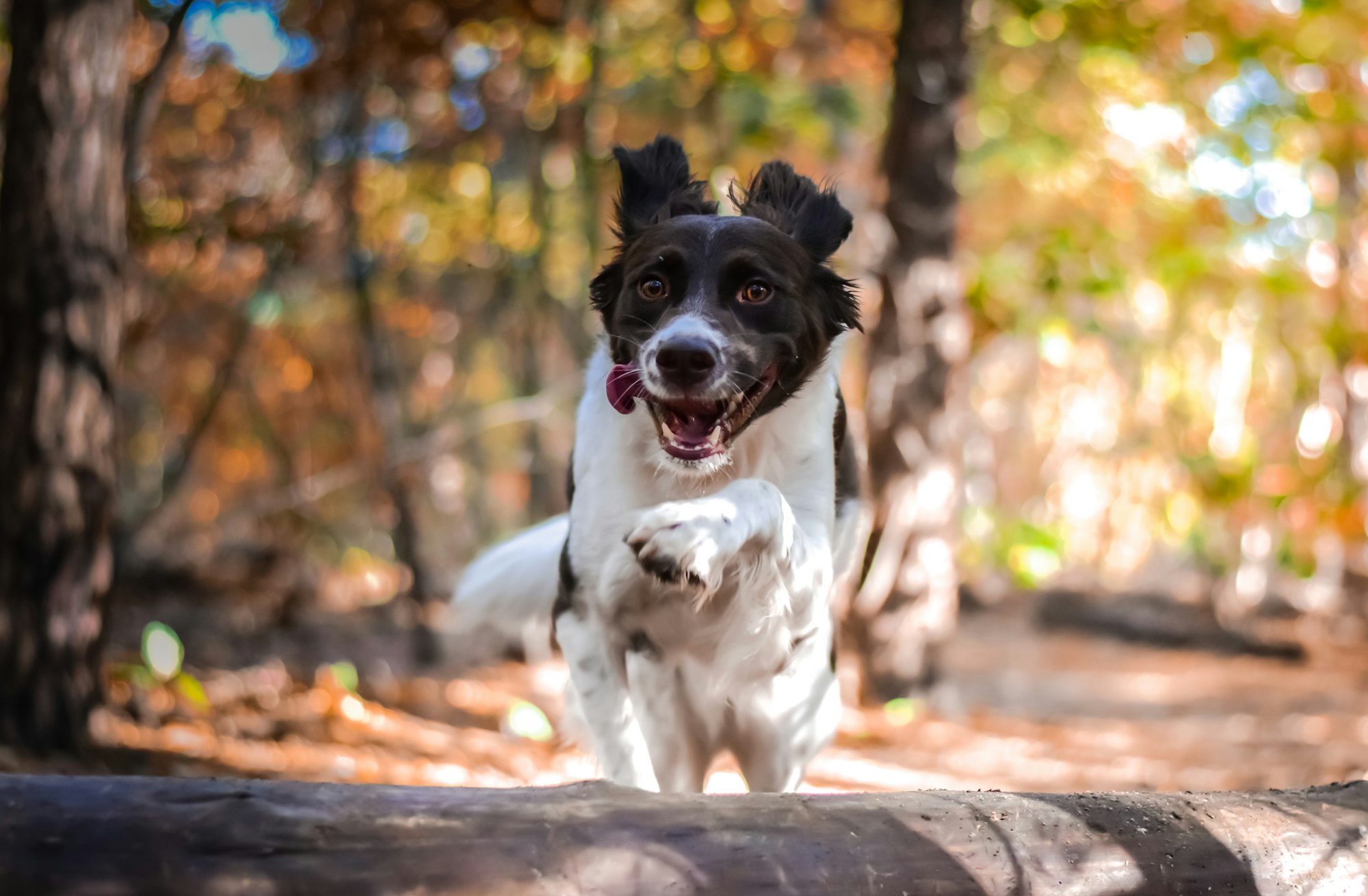 a black and white dog standing on a log in the woods