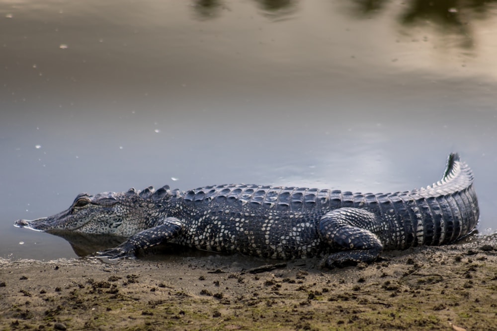 a large alligator laying on the ground next to a body of water