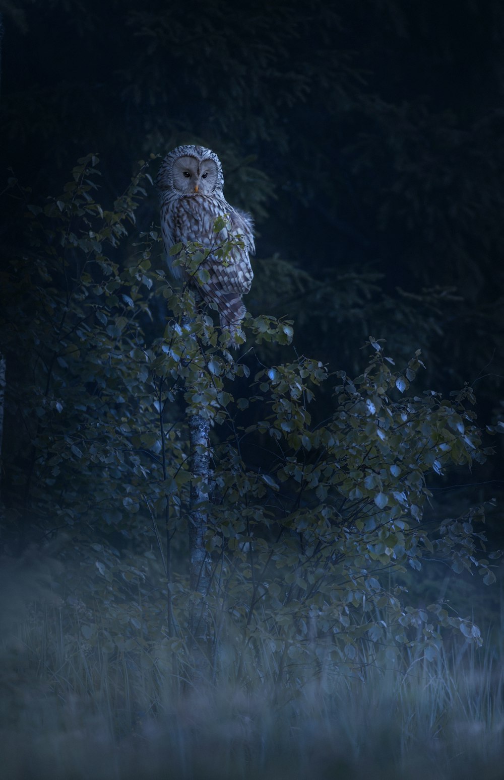 an owl sitting on a tree branch in the dark