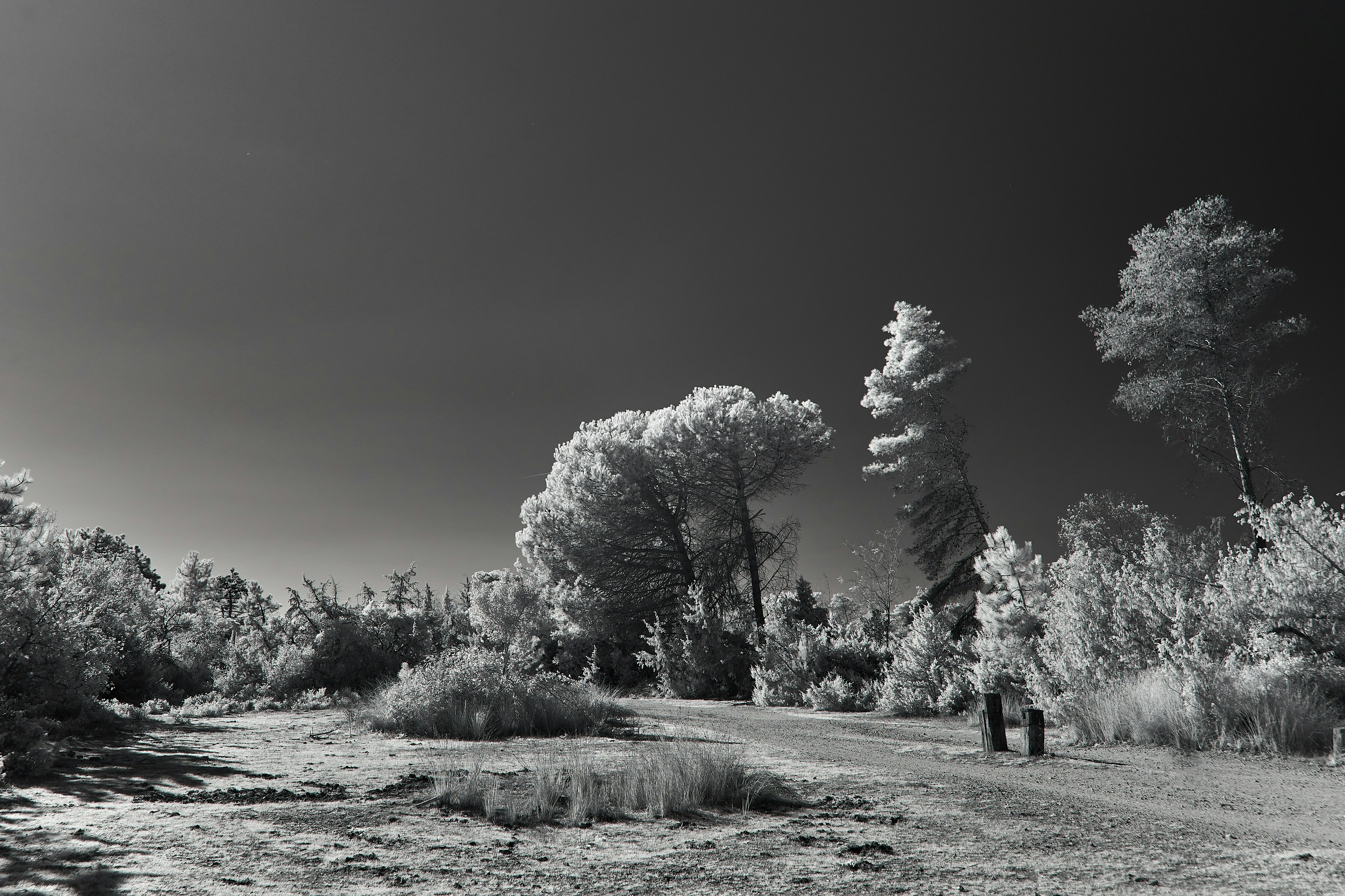 Photo by wolfgang_hasselmann