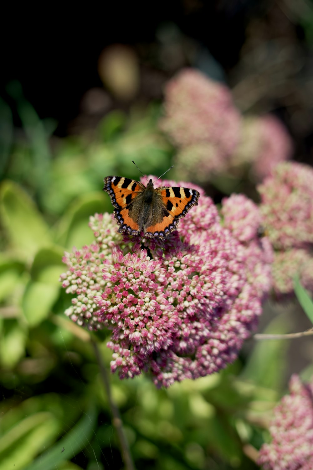 a butterfly sitting on a flower in a garden