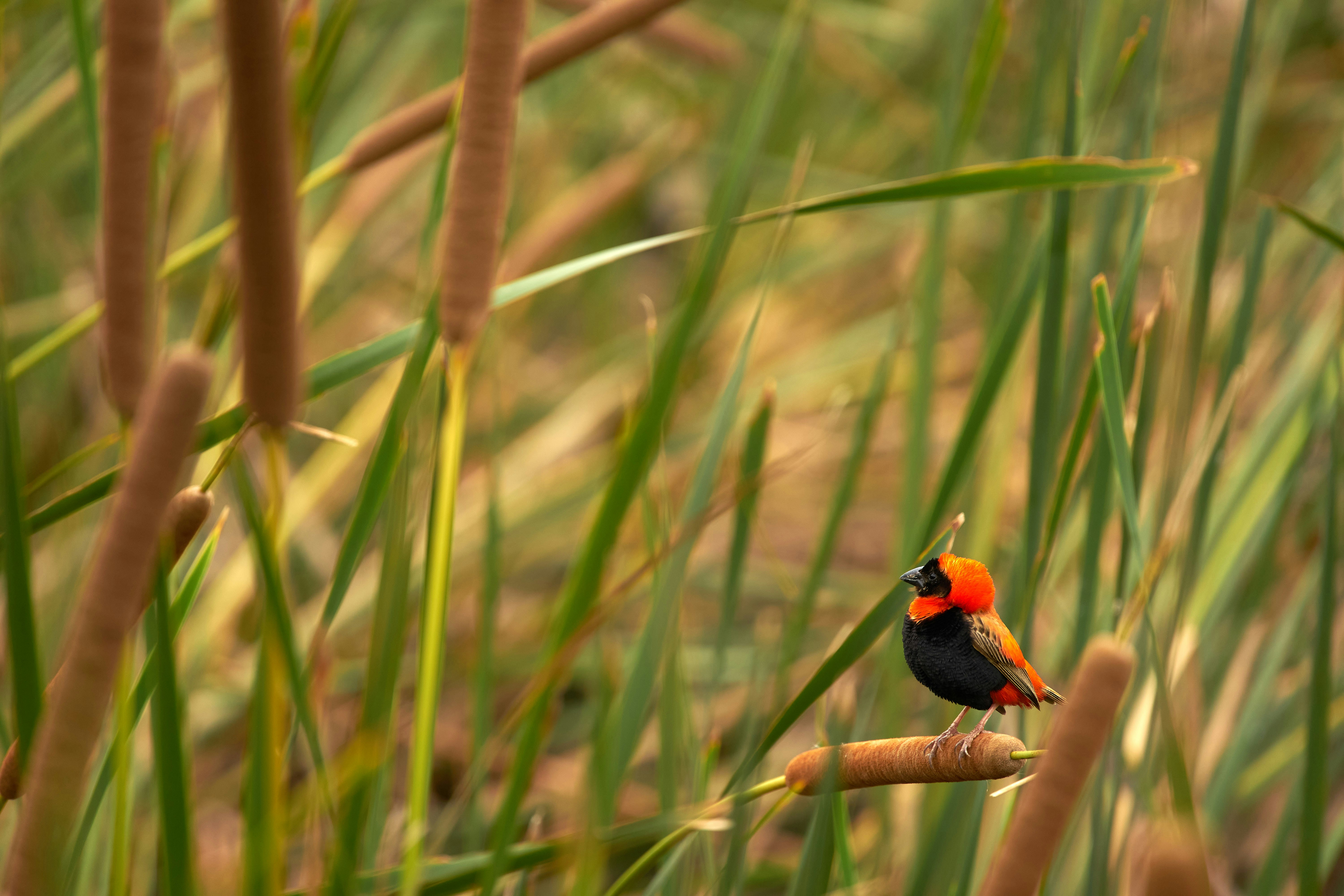 Photo by wolfgang_hasselmann