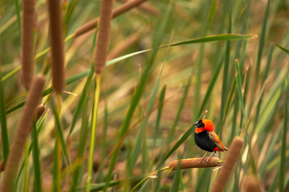 a small red and black bird sitting on a branch