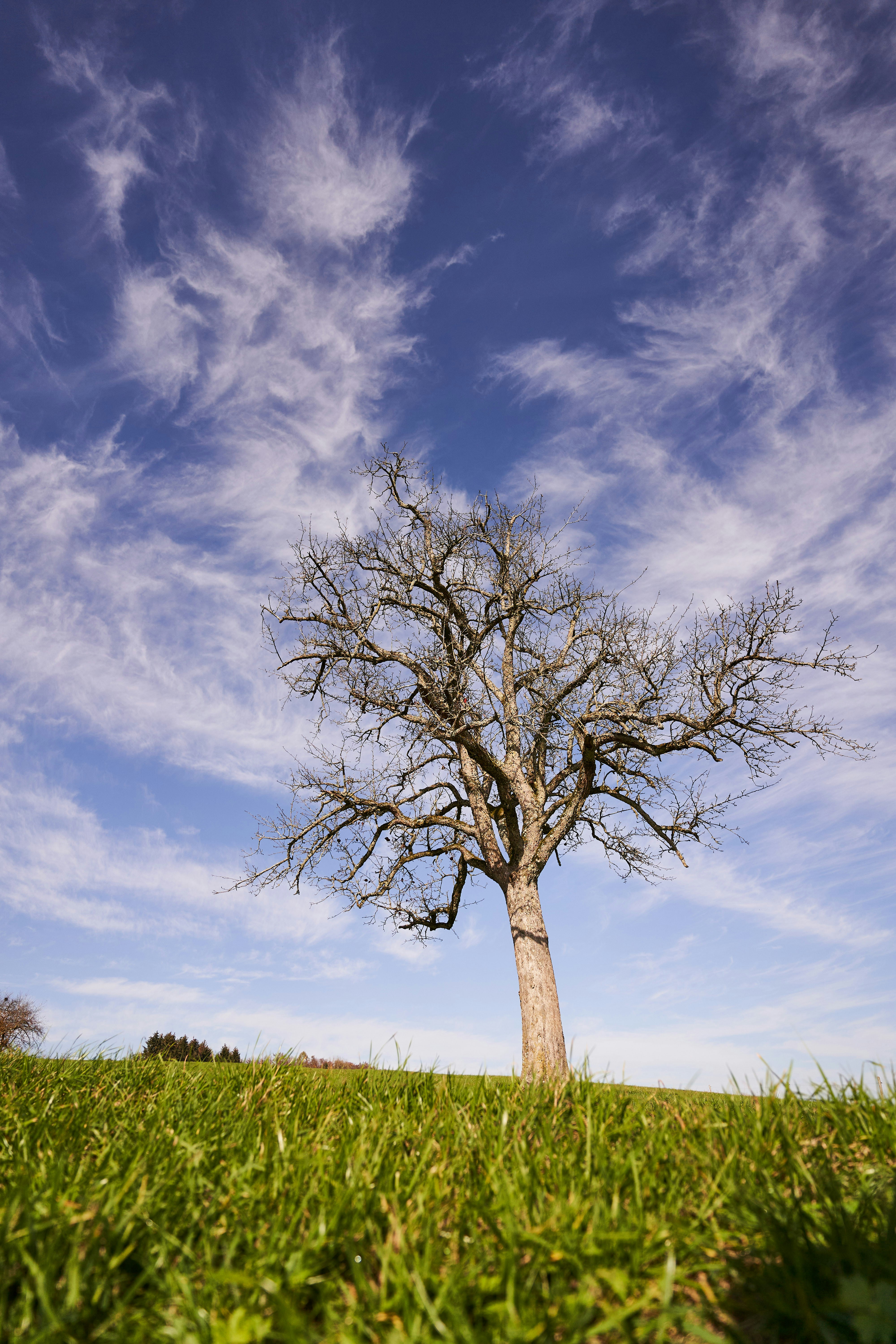 Photo by wolfgang_hasselmann