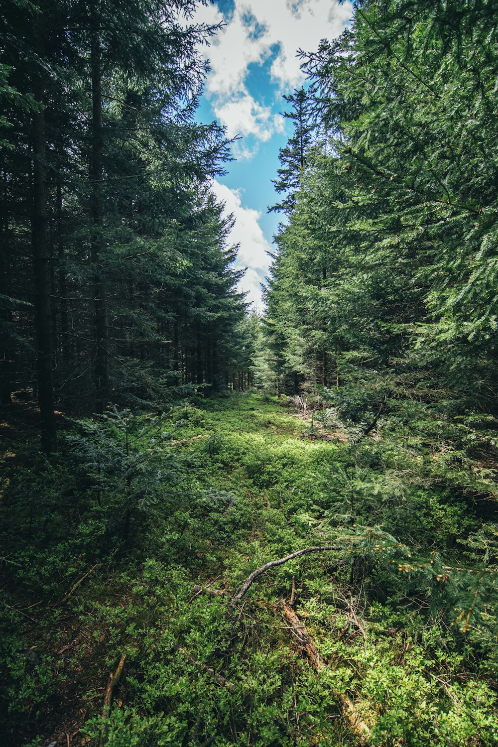 a lush green forest filled with lots of trees