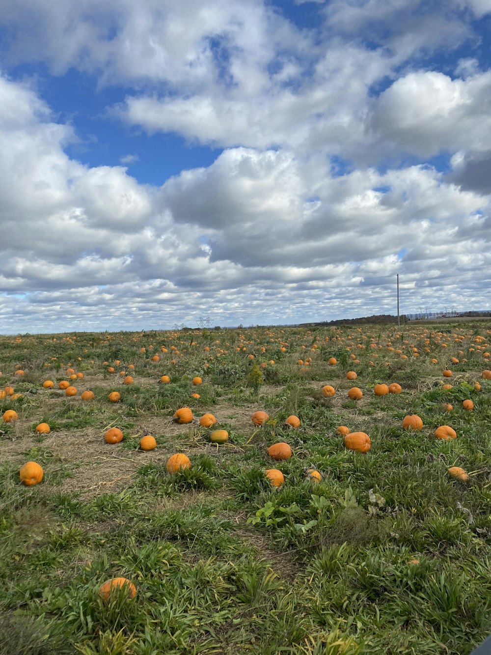 a field full of pumpkins under a cloudy blue sky