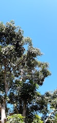 A gardener carefully pruning a lush green tree with sunlight filtering through leaves.
