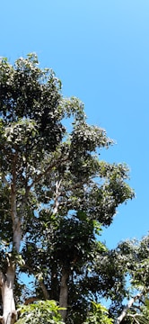 A gardener carefully pruning a lush green tree with sunlight filtering through leaves.