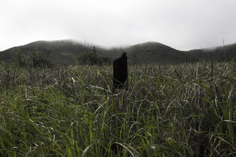 a grassy field with mountains in the background