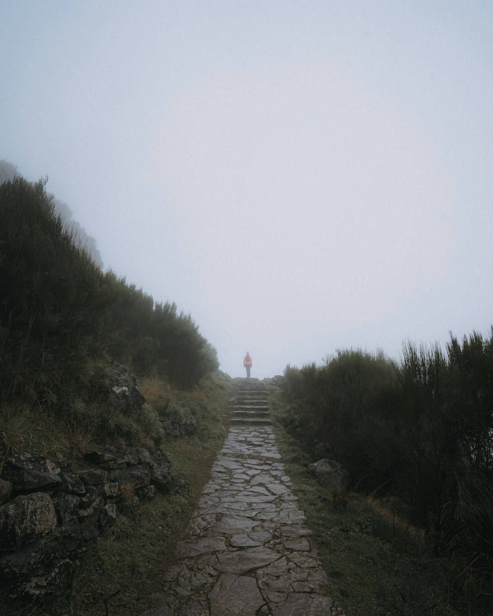 a person standing on a path in the middle of a field