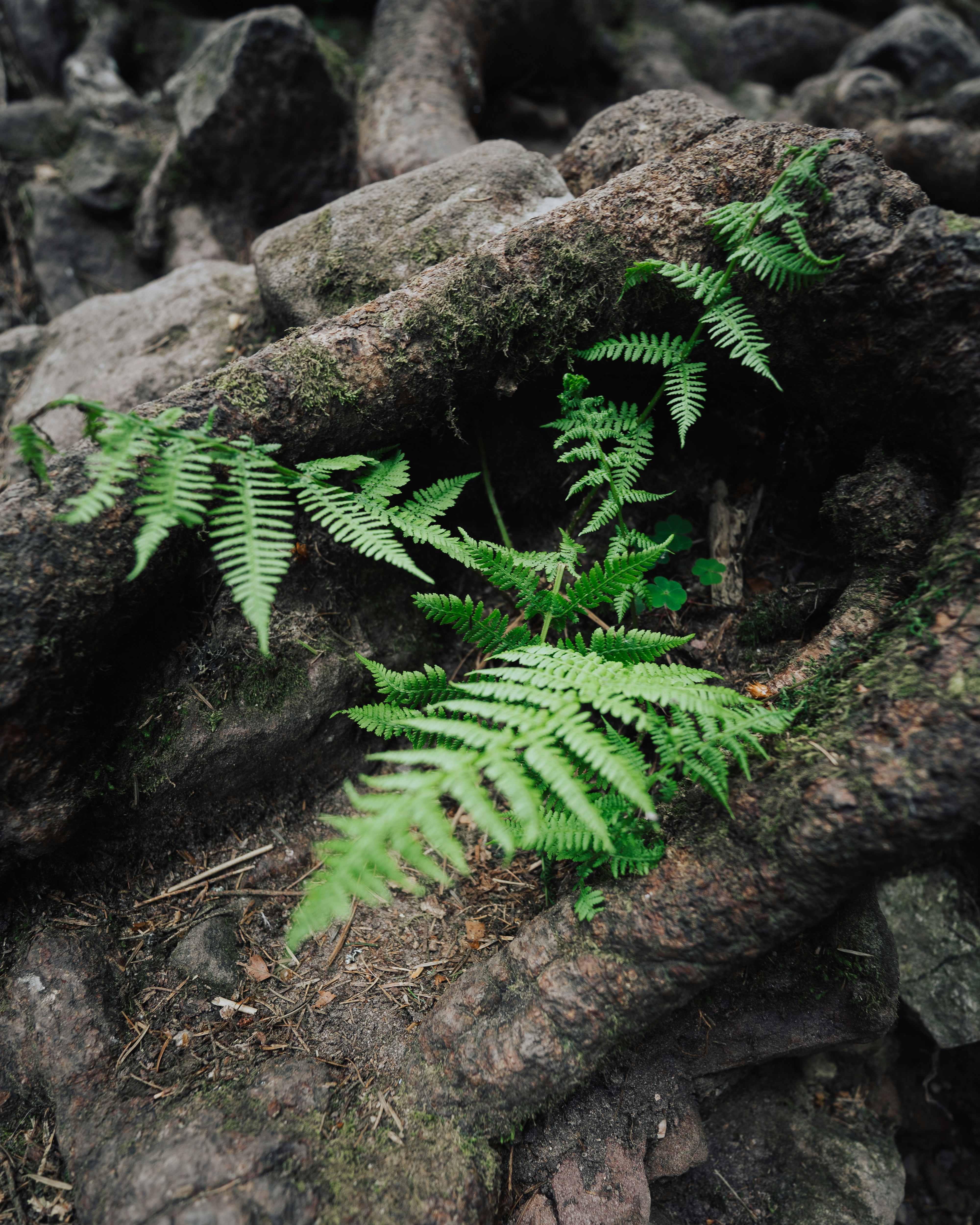 Photo by patriklaszlo