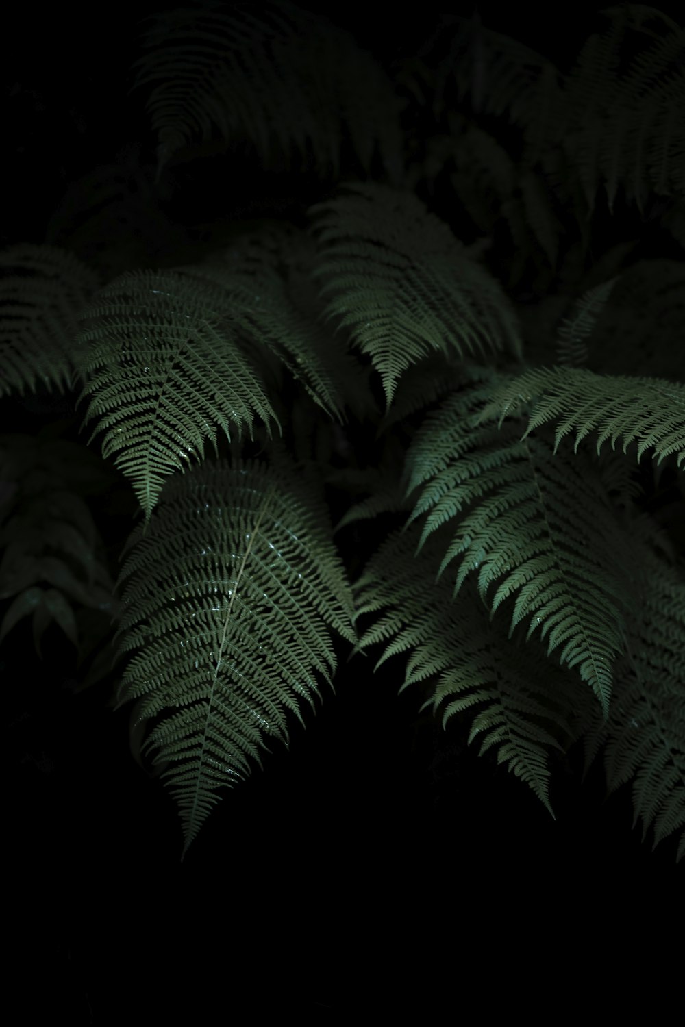 a close up of a fern leaf in the dark