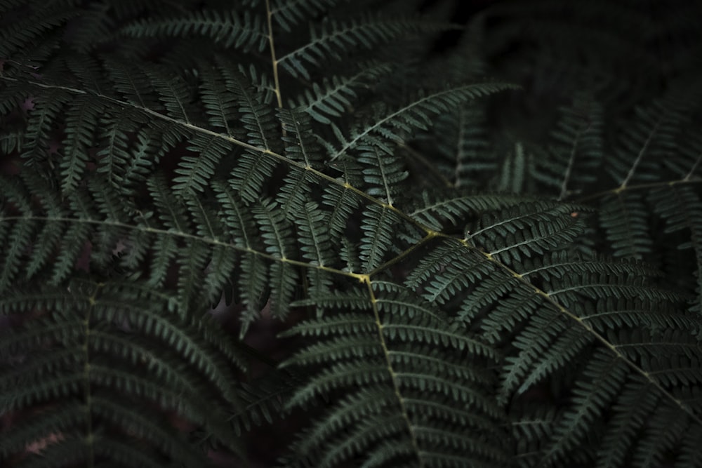 a close up view of a fern leaf
