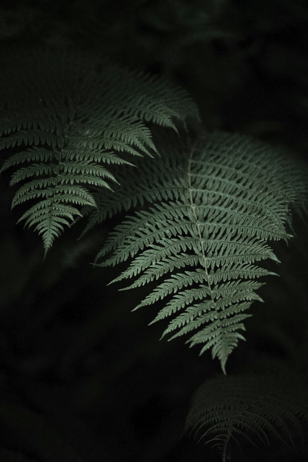 a close up of a fern leaf in the dark