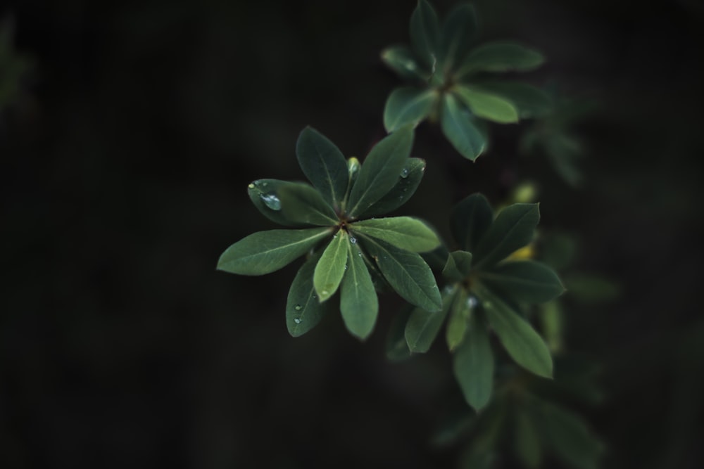 un primer plano de una planta frondosa con gotas de agua