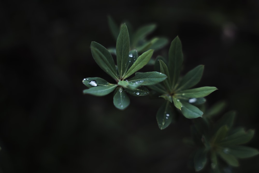 a green plant with water drops on it