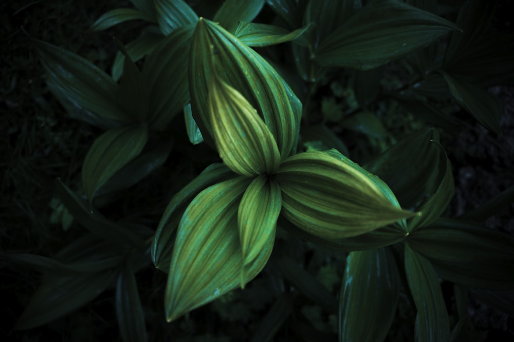 葉を持つ緑の植物の接写