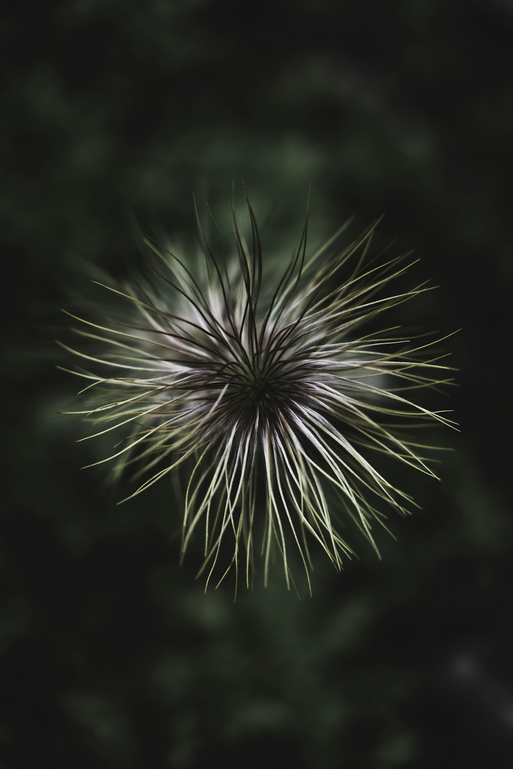 a black and white photo of a flower