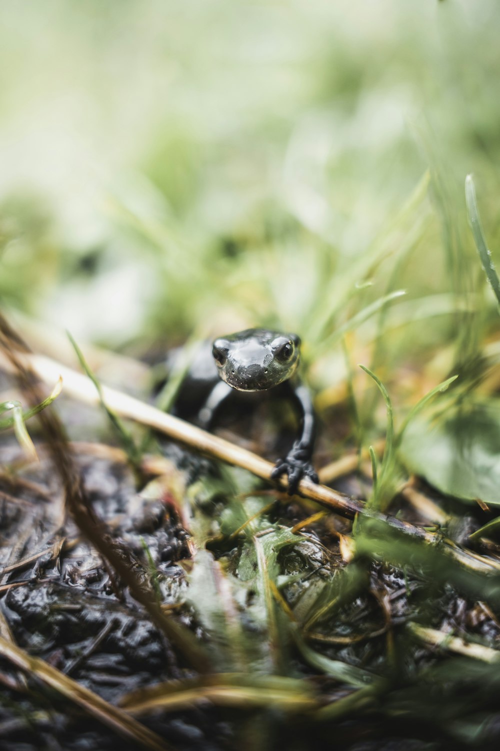 a small black frog sitting on top of a lush green field