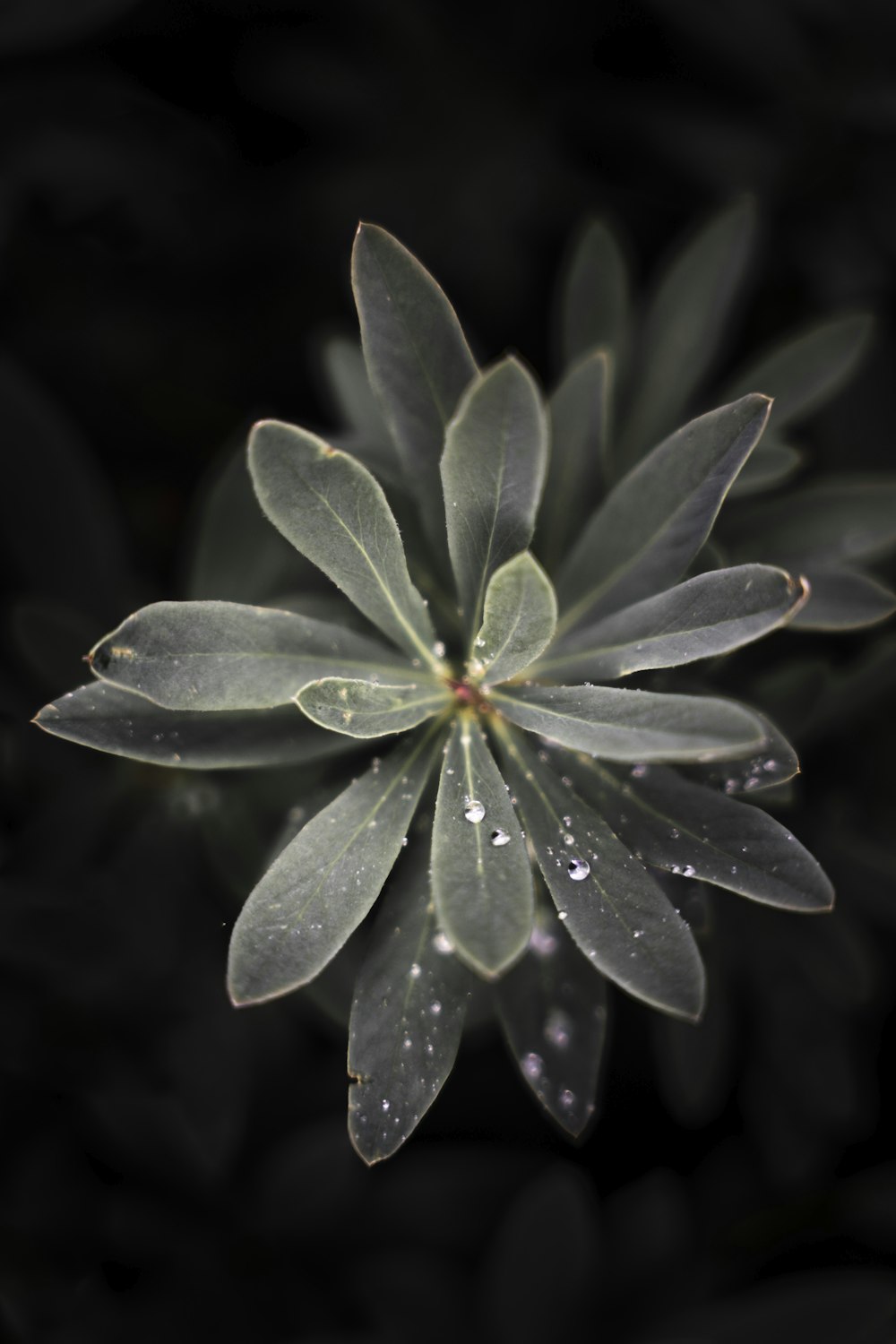 un primer plano de una flor con gotas de agua