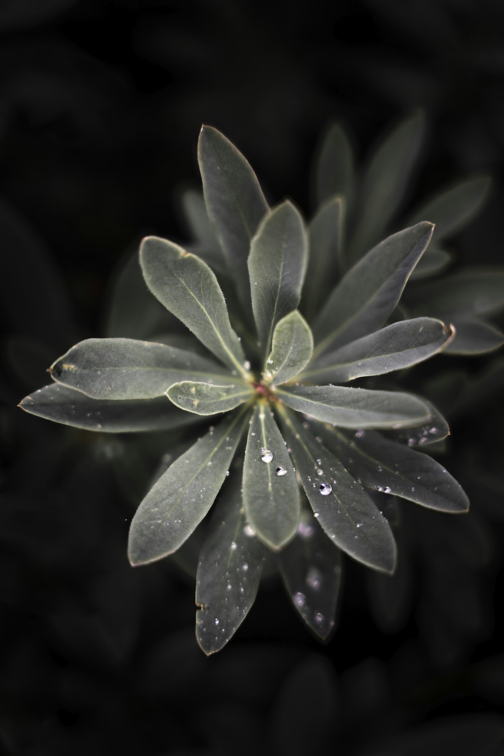 um close up de uma flor com gotas de água sobre ela
