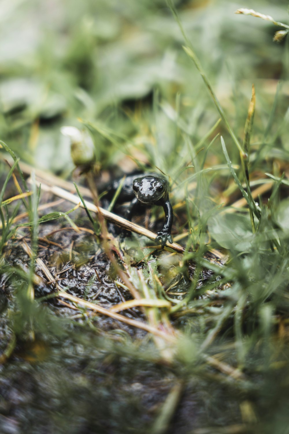 a bug crawling on the ground in the grass