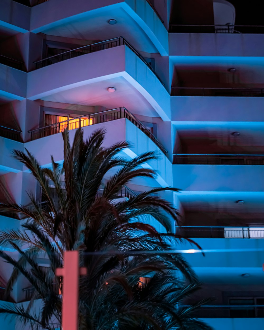 una palmera frente a un edificio por la noche
