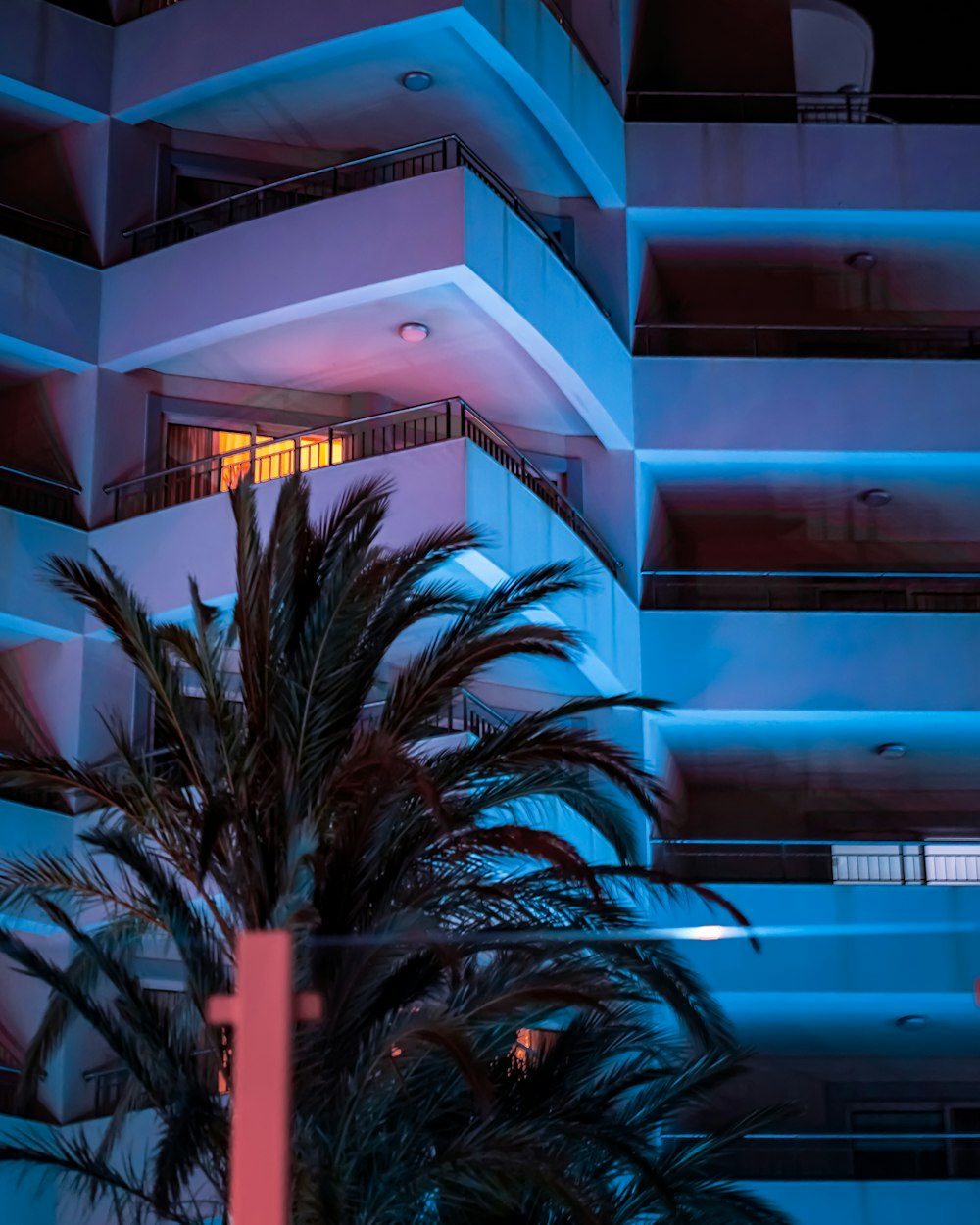 a palm tree in front of a building at night