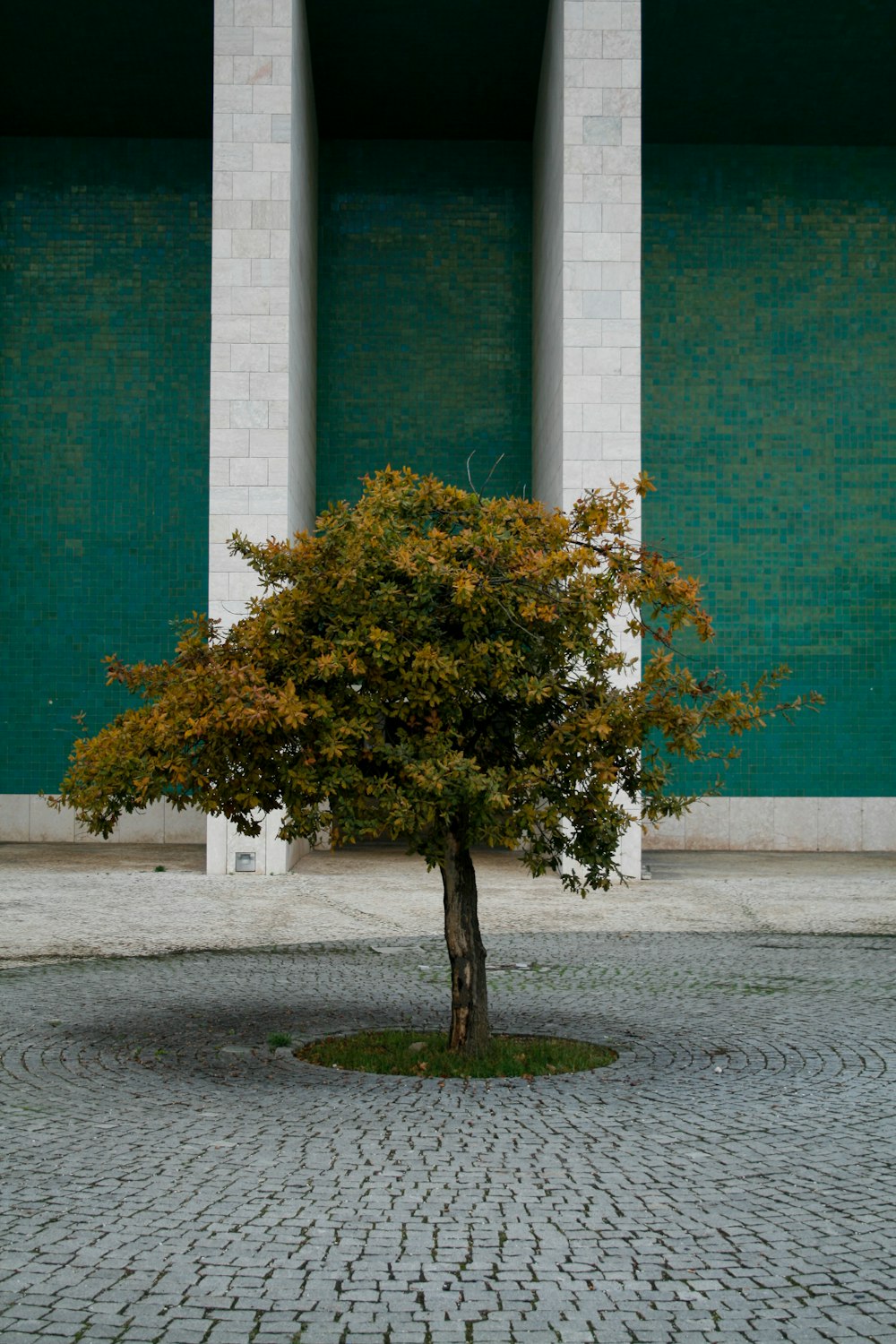 a small tree in the middle of a cobblestone street