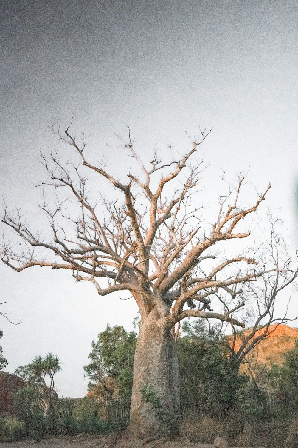 a large tree with no leaves on it