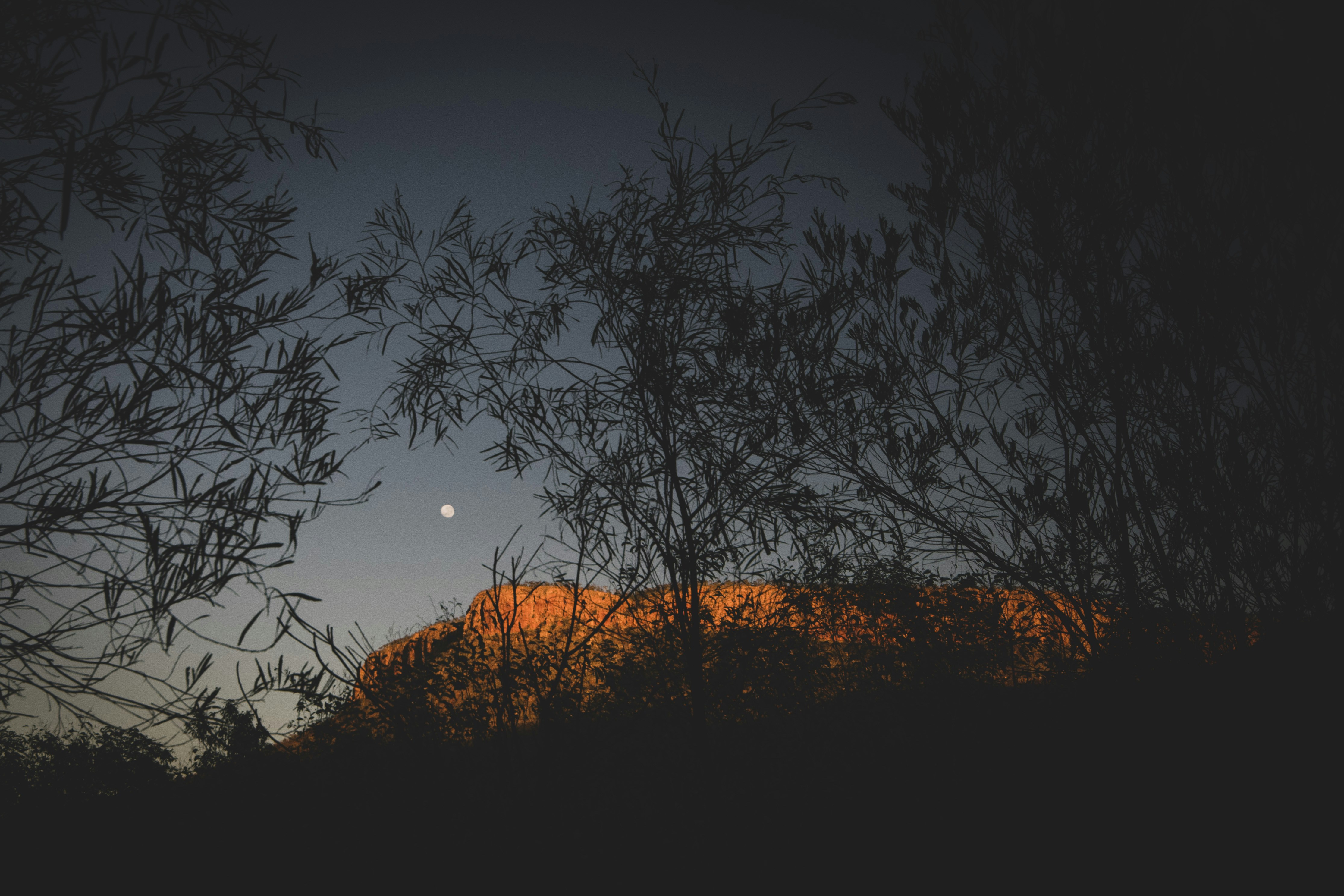 a full moon is seen through the branches of a tree
