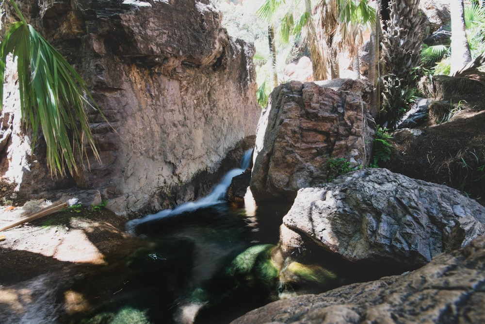 a stream running through a lush green forest