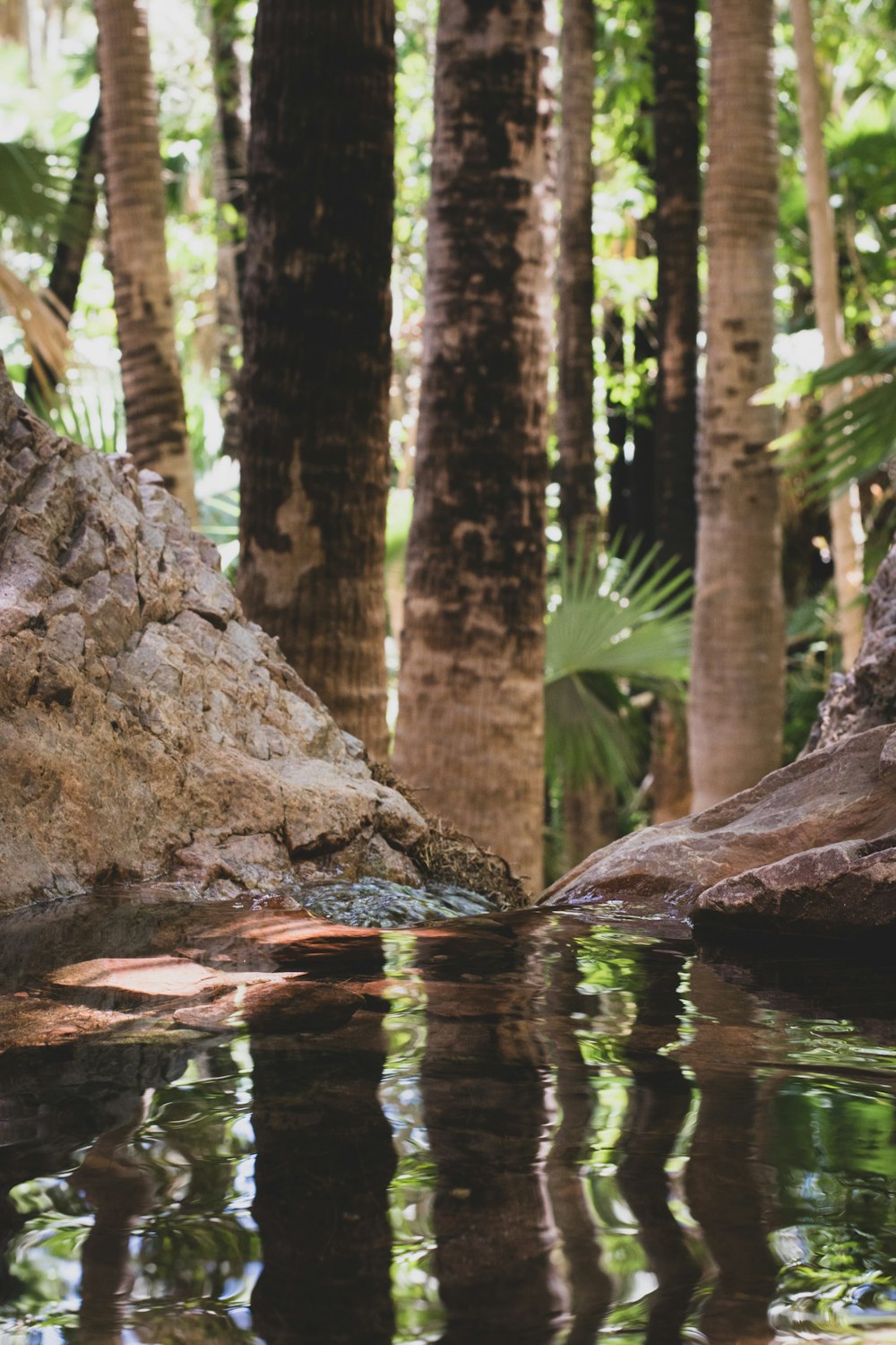 a small pool of water surrounded by palm trees