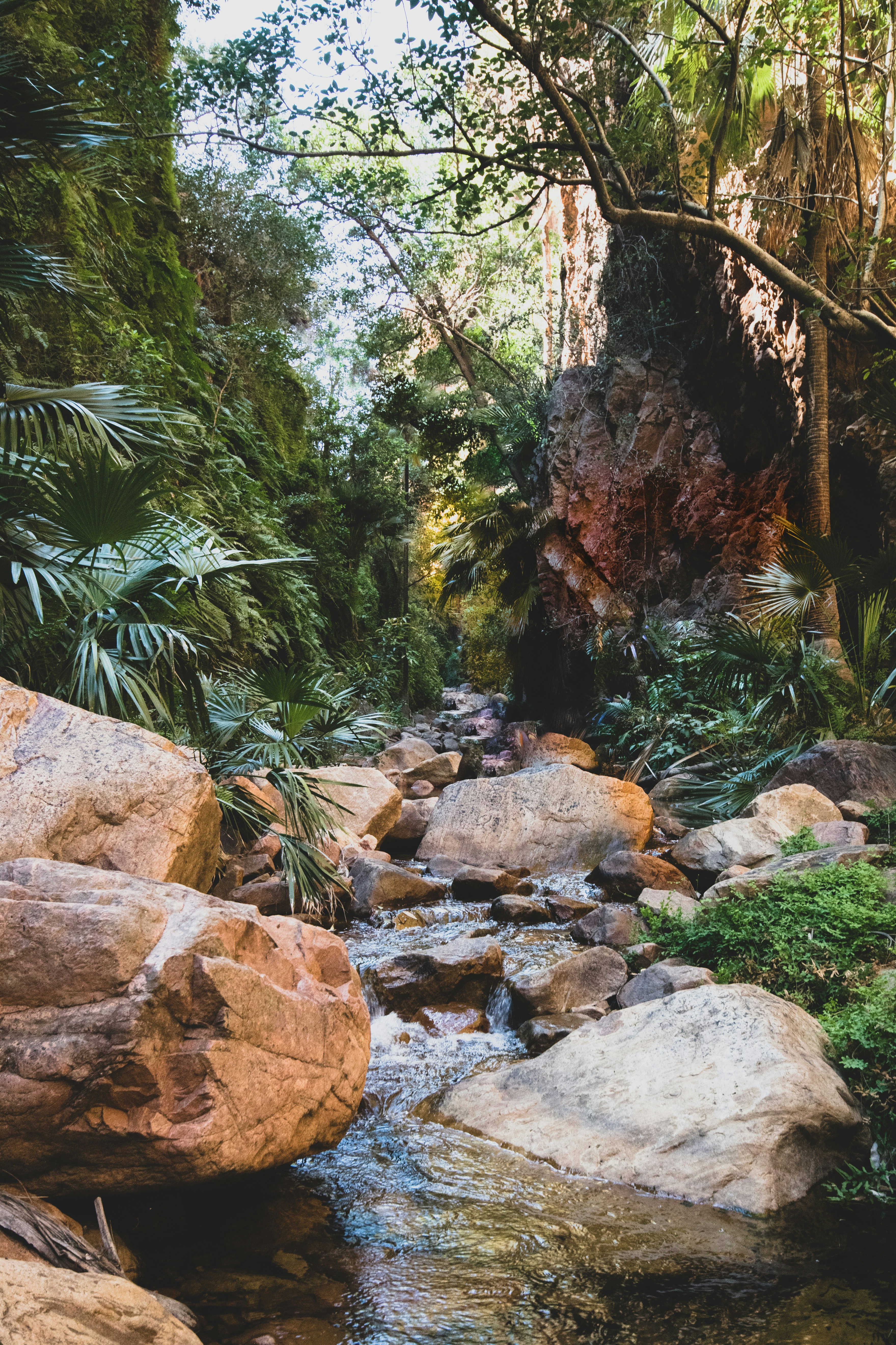 a stream running through a lush green forest