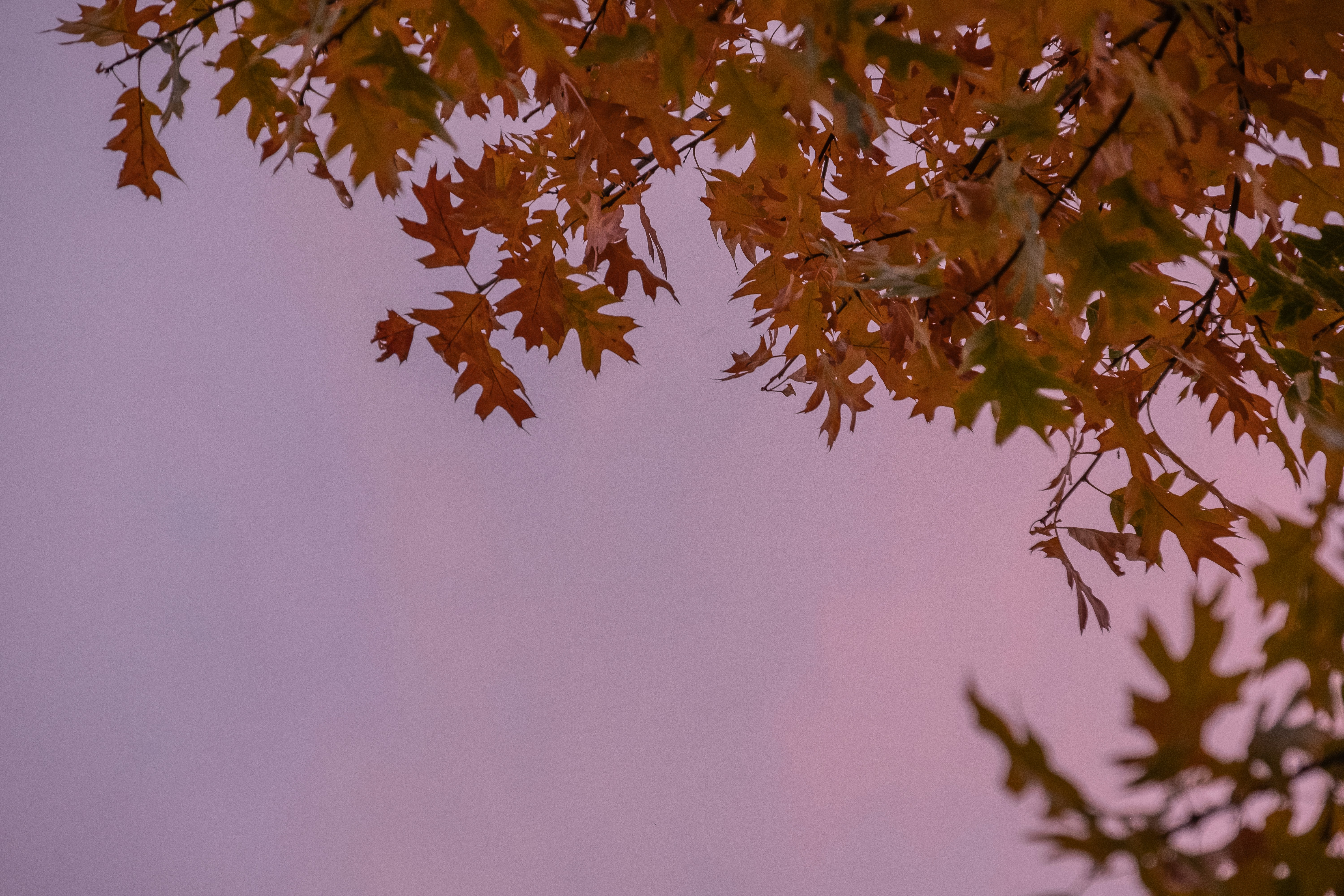 the leaves of a tree against a pink sky, Autumn sunset, foliage under the natural pink sky. 