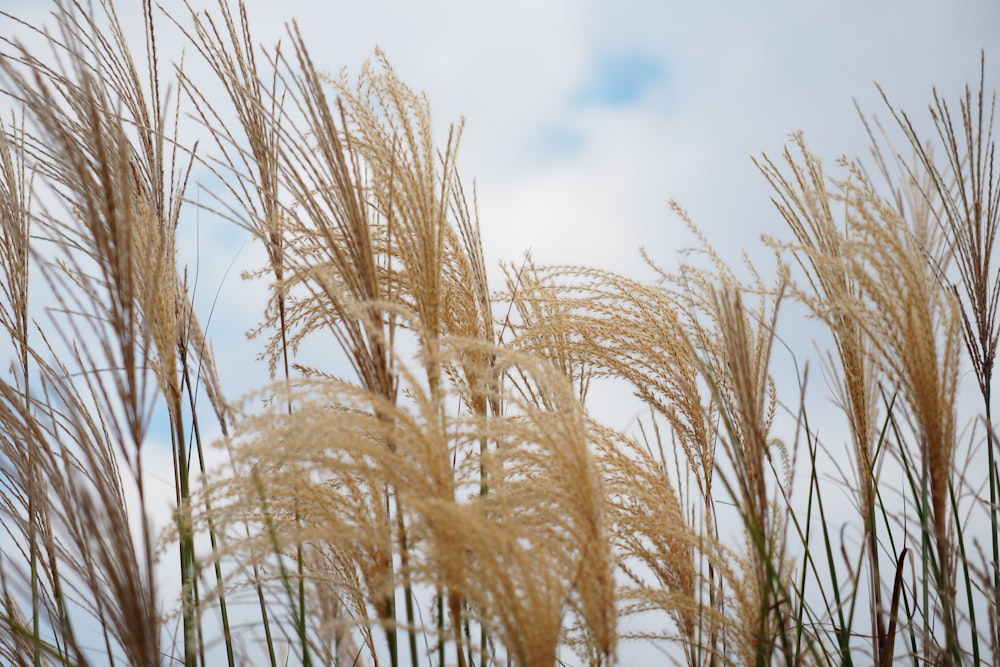 a bunch of tall brown grass on a cloudy day