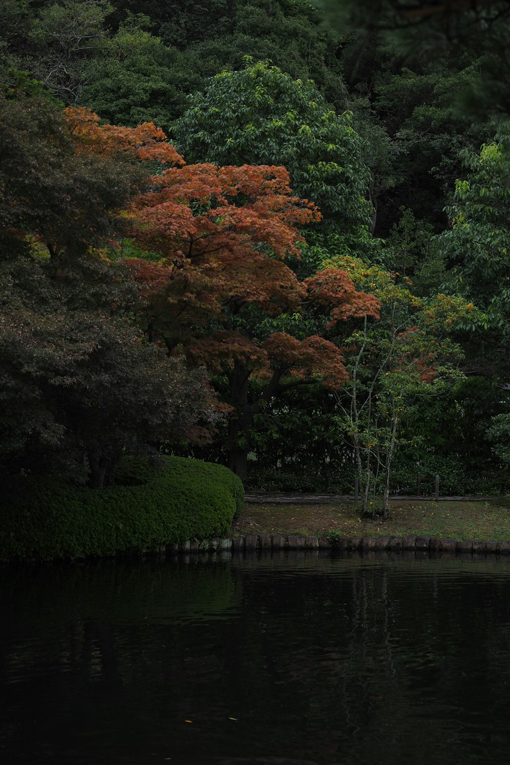 a body of water surrounded by lots of trees