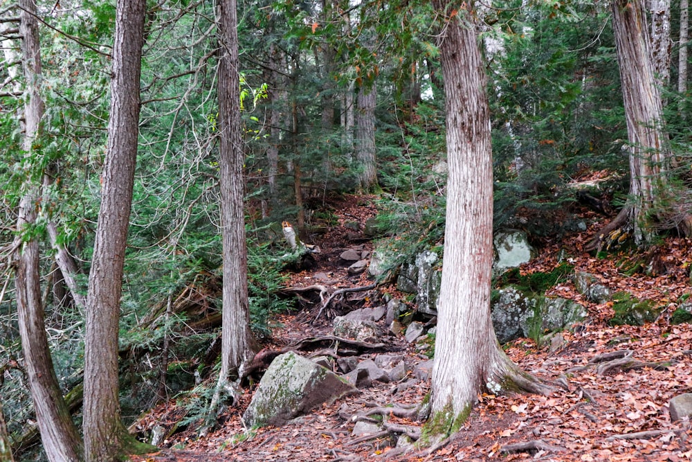 un sentiero nel bosco con rocce e alberi