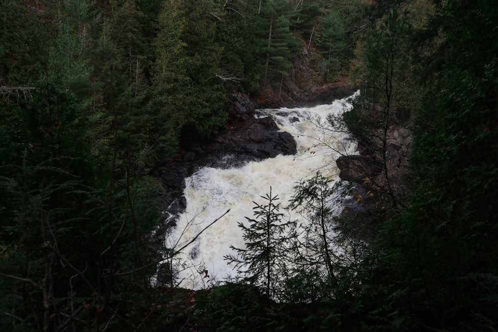 a river running through a forest filled with lots of trees