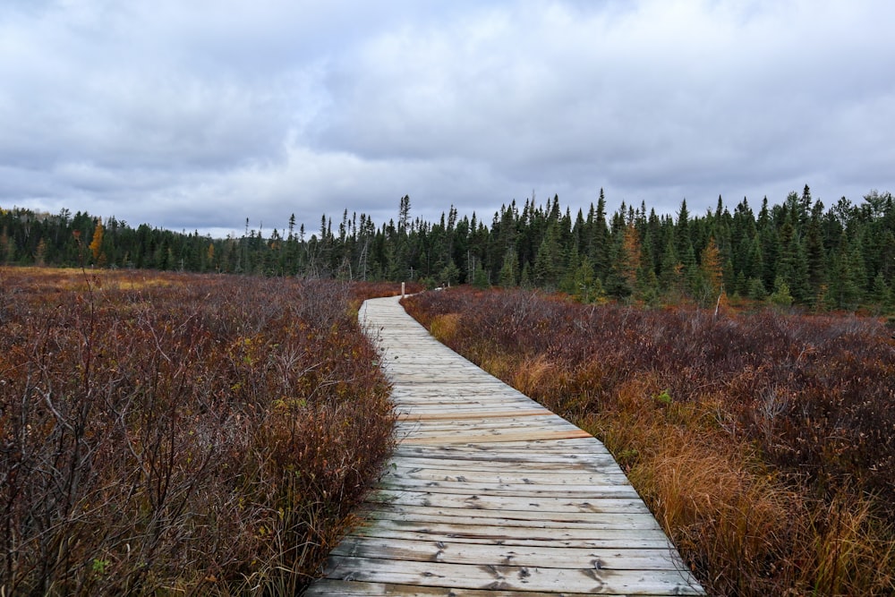 a wooden path in a field with trees in the background